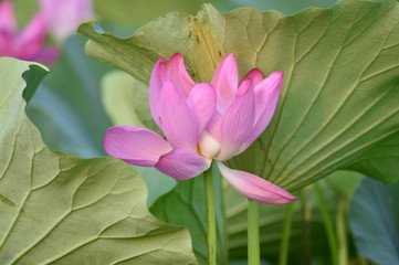 Fototapeta premium Blooming lotus flowers in the park