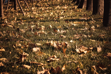 Walking in the autumn street, photographed trees