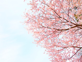 ピンクの桜