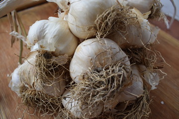 Uncleaned garlic heads with roots and stems on a wooden painted light background. Copy space.
