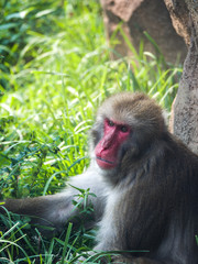 Close up photograph of a Japanese macaque or snow monkey as it sits in the lush green grass on a hot summer day to cool off.