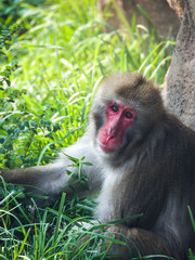 Close up photograph of a Japanese macaque or snow monkey as it sits in the lush green grass on a hot summer day to cool off.