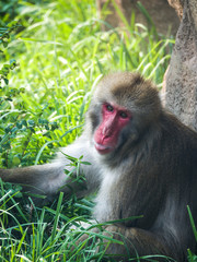 Close up photograph of a Japanese macaque or snow monkey as it sits in the lush green grass on a hot summer day to cool off.