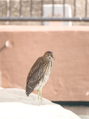 A brown colored female black crowned night heron bird stands on the edge of a concrete wall.