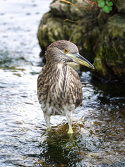 A large beautiful female black crowned night heron bird searches for fish in a small stream of water.