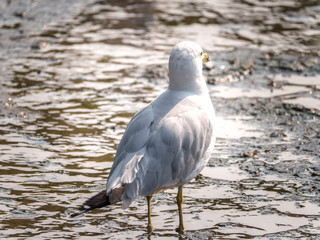 Animal or nature photograph of a seagull standing in moving water and facing away from the camera on a sunny day.