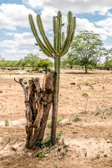 São Domingos do Cariri, Paraiba, Brazil - February, 2018: Landscape of Caatinga Biome cactus
