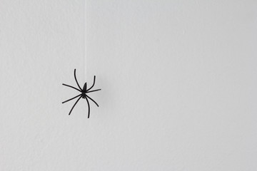 Halloween background concept. Black spider hanging on web on white background