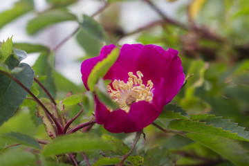 Pink wet flower