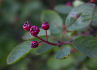 Leafs in autumn colors