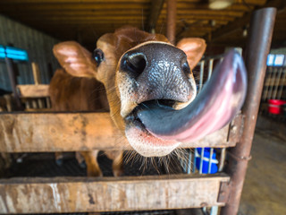 Funny or hilarious close-up wide angle photograph of a baby jersey cow or calf in a wood pen sticking out its extremely long pink and gray tongue.