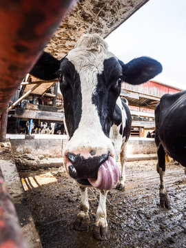 A grown adult Holstein cow sticks out its bright pink tongue to take care of an irritation in its left nostril for a humorous animal picture.