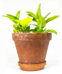 Green plant in a old pot