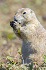 A Black-tailed Prairie Dog feeding on some grasses at the Badlands National Park in South Dakota.