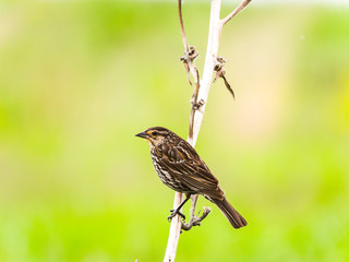 A close up bird wildlife photograph of a brown colored female red-winged blackbird hanging onto a small white vertical tree branch with its toes with blurred light green grass meadow beyond in Chicago