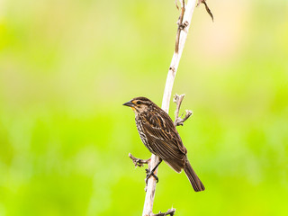 A close up bird wildlife photograph of a brown colored female red-winged blackbird hanging onto a small white vertical tree branch with its toes with blurred light green grass meadow beyond in Chicago