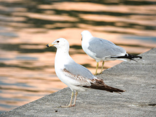Two seagulls sitting on the edge of curved concrete walkway surrounding Montrose Boat boat harbor at sunset in Chicago with orange color reflecting on the rippled water.
