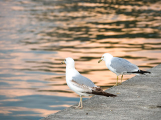 Two seagulls sitting on the edge of curved concrete walkway surrounding Montrose Boat boat harbor at sunset in Chicago with orange color reflecting on the rippled water.