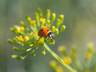 A ladybug (Coccinella septempunctata)on a fennel flower