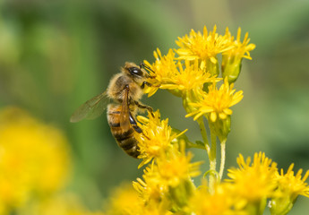 Honeybee (Apis mellifera) gathering nectar and pollen from a wild yellow sunflower Goldenrod...