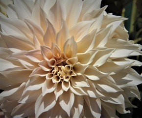 Dahlia