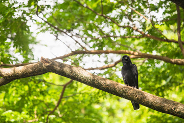 A black crow perched on a tree branch with green background in Dusit zoo on Bangkok, Thailand.