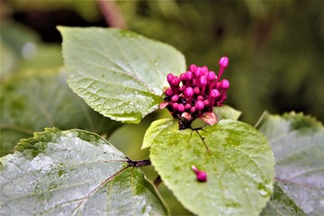 berries