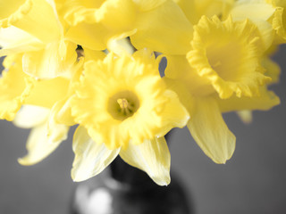 Closeup macro photograph of a bouquet of yellow daffodil flowers in a glass vase with other colors unsaturated making a beautiful floral background image.