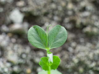 Obraz premium Close up macro photograph of a pea vegetable plant vine seedling growing out over blurred soil background.