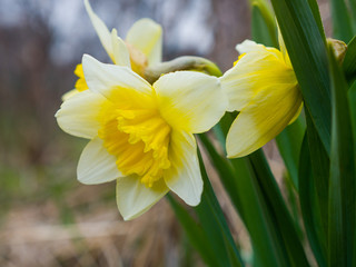 Close up macro photograph of gorgeous yellow daffodil perennial flowers in a flower bed in Chicago with soft focus and blurred bokeh background.