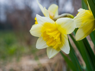 Close up macro photograph of gorgeous yellow daffodil perennial flowers in a flower bed in Chicago with soft focus and blurred bokeh background.