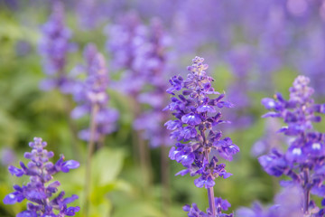 Blooming violet lavender flowers in sunny day