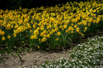 Netherlands,Lisse, a yellow flower in a field