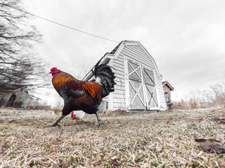 A photograph of a colorful male rooster walking in front of a small barn or chicken coop with a white hen seen eating corn between its legs with grass in the foreground and cloudy sky above. © Joseph Kirsch