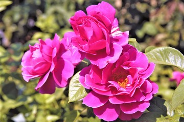 Pink Blooms