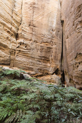 The Amphitheatre, a large sinkhole in the sandstone escarpment, at Carnarvon Gorge, Queensland, Australia. Vegetation, including fern trees growing on the floor, and vertical sandstone walls.