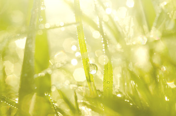 Blurred with the bokeh of dew on top of the grass, hello in the morning, green back ground
