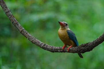 Stork-billed Kingfisher bird perching on the branch