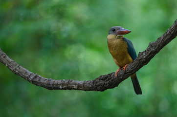 Stork-billed Kingfisher bird perching on the branch