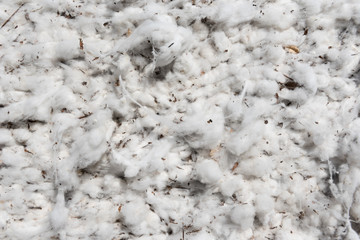 Closeup of a bale of harvested cotton in Queensland, Australia.