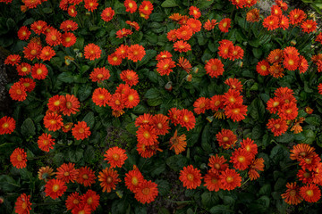 Netherlands,Lisse, a close up of a flower