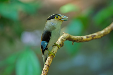 Silver-breasted Broadbill on tree branch