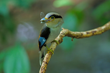 Silver-breasted Broadbill on tree branch