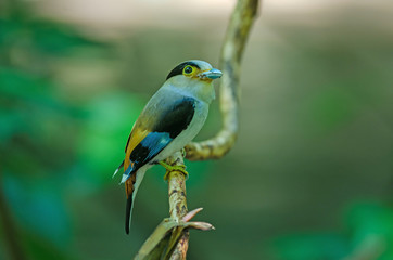Silver-breasted Broadbill on tree branch