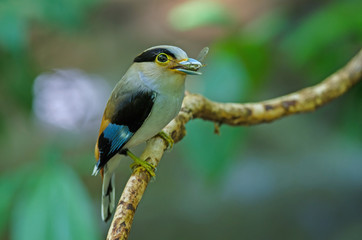 Silver-breasted Broadbill on tree branch