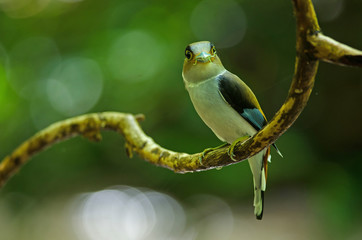 Silver-breasted Broadbill on tree branch