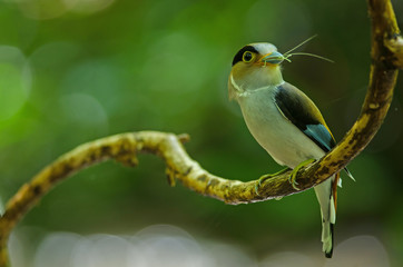 Naklejka premium Silver-breasted Broadbill on tree branch