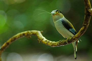 Silver-breasted Broadbill on tree branch