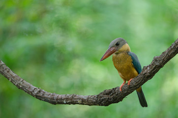 Stork-billed Kingfisher bird perching on the branch