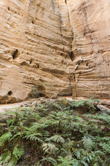 The Amphitheatre, a large sinkhole in the sandstone escarpment, at Carnarvon Gorge, Queensland, Australia. Vegetation, including fern trees growing on the floor, and vertical sandstone walls.